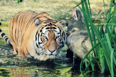 Wild Tiger Wallpapers