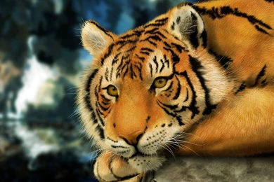 Tiger HD Animal Wallpapers