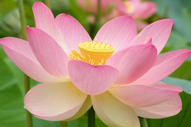 Pink Lotus Flower Wallpapers Splendid Wallpapers HD