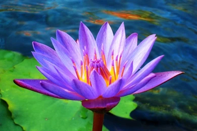 White Lotus Flowers Beautiful Images Beautiful Black And White ...