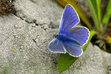 Desktop Wallpapers · Gallery · Animals · Blue Butterfly Digital ...