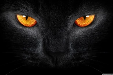 Black Cat HD Desktop Wallpapers : High Definition : Fullscreen : Mobile