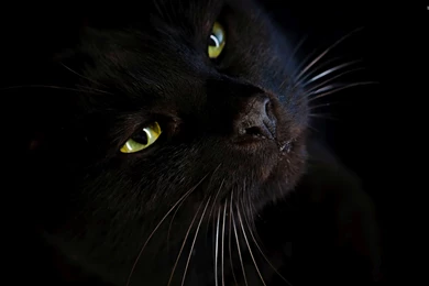 Black Cat wallpapers Cute Cat Wallpapers Desktop Background