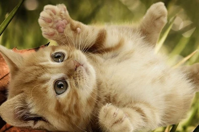 Cutest Puppies And Kittens Dog Funny Pet Wallpapers Cute Puppies ...