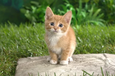 Hd Wallpapers Cute Kitten Hd Wallpapers Curious Kittens Hd Wallpapers ...