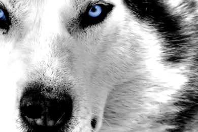 HUSKY WALLPAPER WALF1171