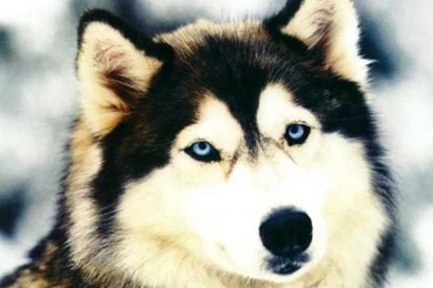 Light Red Siberian Husky Wallpaper.