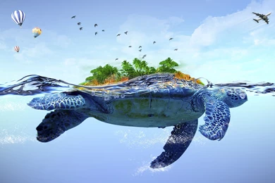 Turtle Wallpapers HD
