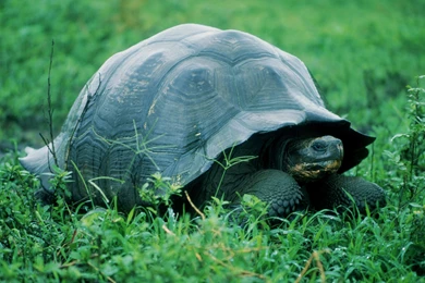 Wonderful Turtle Wallpapers