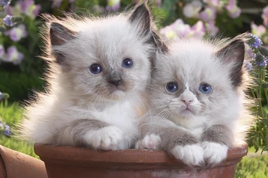 Cute Kittens Hd Wallpapers PowerballForLife