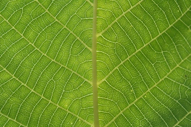 Leaves texture background 8429 8752 hd wallpapers.jpg