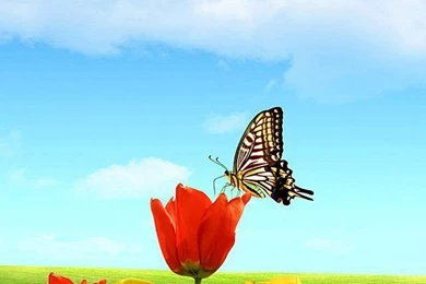 1 iPhone 5 Wallpapers