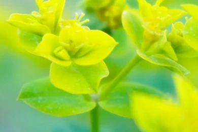 Beautiful Nature Wallpapers Best 20737 iPhone 4 Kampkuz.com