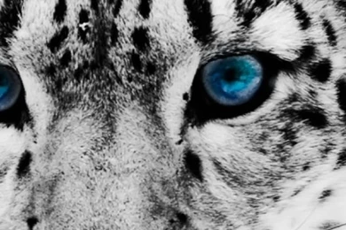 Snow Leopard iPhone 5 Wallpapers