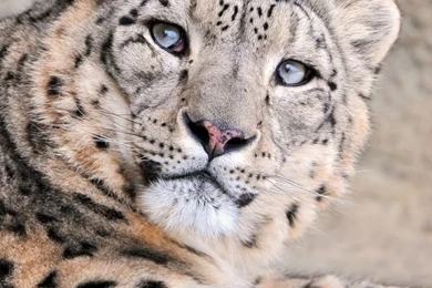 Snow Leopard With Blue Eyes HD Desktop Wallpapers : High Definition ...