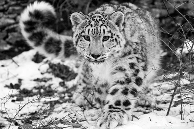 Snow Leopard HD Desktop Wallpapers : High Definition : Fullscreen ...