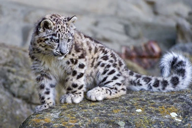 Snow Leopard Computer Wallpapers, Desktop Backgrounds