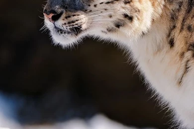 Download Wallpapers 640x1136 Snow Leopard, Predator, Snow iPhone 5S ...