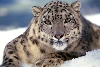 Snow Leopard Wallpapers High Quality Resolution