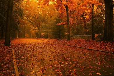 Good Night Wallpapers