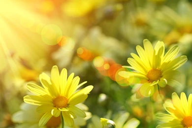 Wallpaper: A Cup Of Sunshine Wallpapers