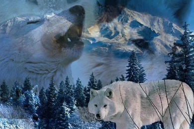 White Wolf Wallpapers Pictures Your Top HD Wallpapers