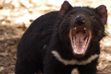 Free Tasmanian Devil Wallpapers Animals Town