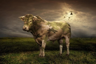 Camouflage Bull >> HD Wallpaper, Get It Now!