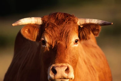 Bull Wallpapers, Angry Bull HD Wallpapers, Download Bulls Wallpapers