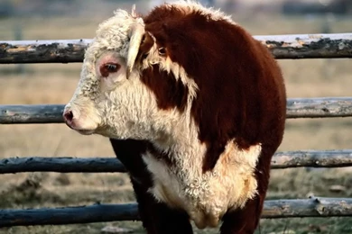 Desktop Wallpapers · Gallery · Animals · Bull