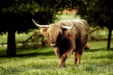 Ultra HD 4K Bull Wallpapers HD, Desktop Backgrounds 3840x2400