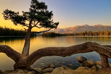 Tarantula Tree Wallpapers, Tarantula Tree Myspace Backgrounds ...