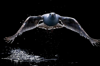 Dark Color Design Wallpapers Free Dark Color Design Wallpapers By ...