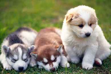 Cute Babies Alaskan Malamute Puppies Wallpaper.jpg