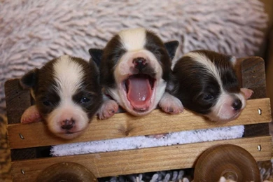 Chihuahua Puppies Baby Wallpapers