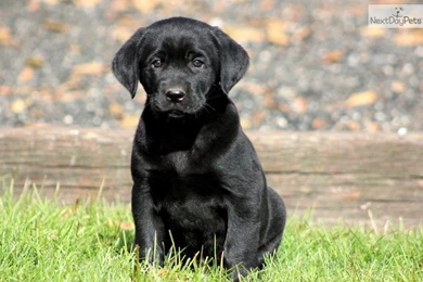 Pictures Of Black Lab Puppies Wallpapers HD Base