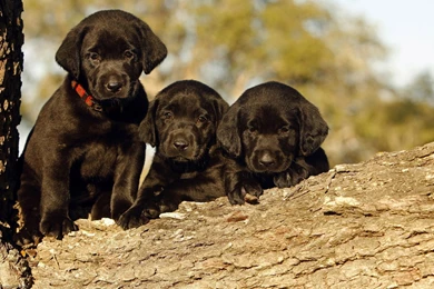 Black Labrador Puppy Hd Wallpapers 1920 1200 PowerballForLife