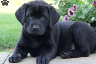 Black Lab Puppy Puppies Wallpapers 13984427 Fanpop PowerballForLife