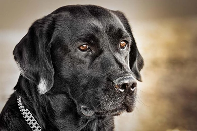 Black Labrador Retriever Wallpapers (