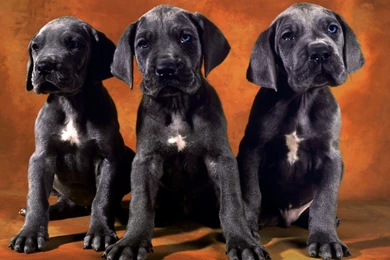 Black Wallpapers Free Hd: Black Lab Wallpapers