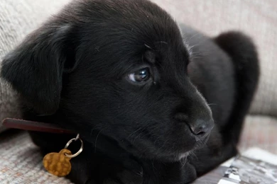 Black Labrador Puppy Wallpapers 765814
