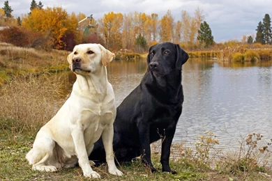 Labrador Retriever Wallpapers
