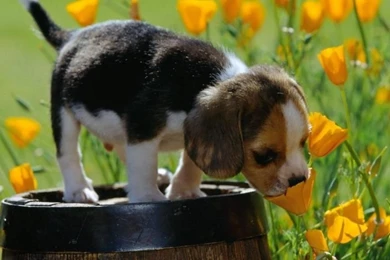 Hop Into Spring With 15 Desktop Wallpapers For Springtime