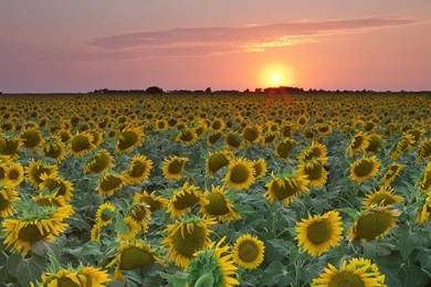 Sunset Texas Sunflowers Wallpapers