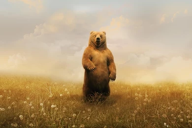 Desktop Wallpapers Gallery Windows 7 Spring Bear PC