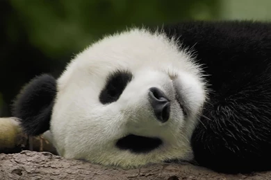 Sleeping Panda Bear Free Desktop Backgrounds Free Wallpapers Image