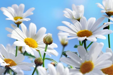 2048x2048 Daisies Summer Wallpapers