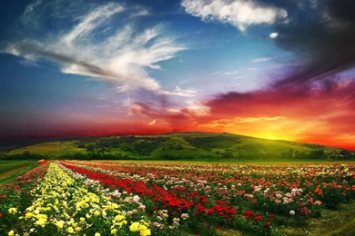 HD Wallpapers HD Wallpapers