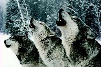 Wallpapers Of Wolves