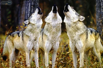 Wolf Wallpapers « Animal Spot